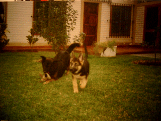 Shester BB acompa�ado de la extinta Katira