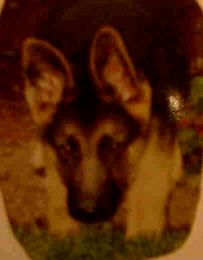 Shester BB alias "orejas de murci�lago"