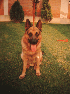 Shester reposando despu�s de jugar pelota.