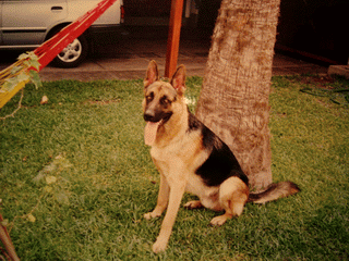 Shester tomando sol junto a la hamaca.