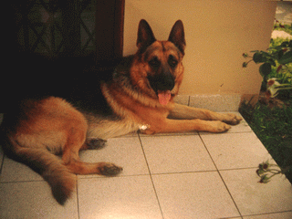 Shesterin esperando fielmente a su amo junto a la biblioteca...